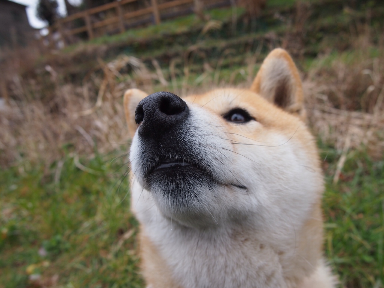 九游网-阿莱克西蝶泳发力阶段完美控制，阿莱克西亚·阿西福特